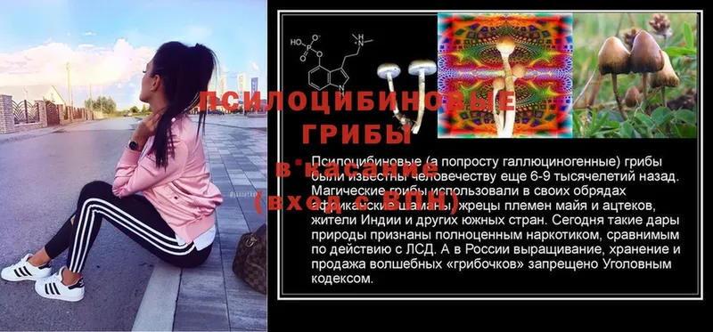 blacksprut ссылки  Саянск  Галлюциногенные грибы Psilocybine cubensis 